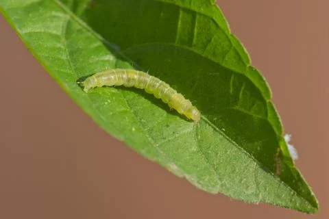 Leafroller caterpillar on a green leaf Stock Photos
