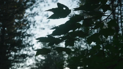 Leafs 01 Video stock 245466403