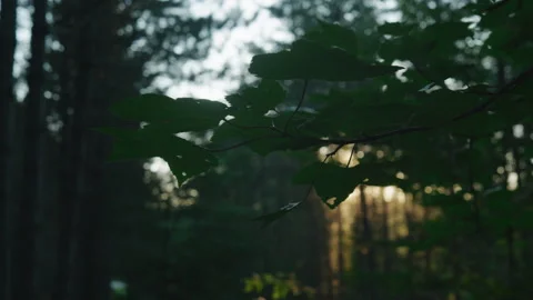 Leafs 02 Video stock 245466404