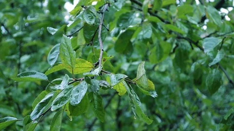 Leafs 1 Video stock 101831926