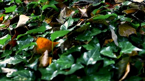 Leafs and blurry background. 動画素材 92910981