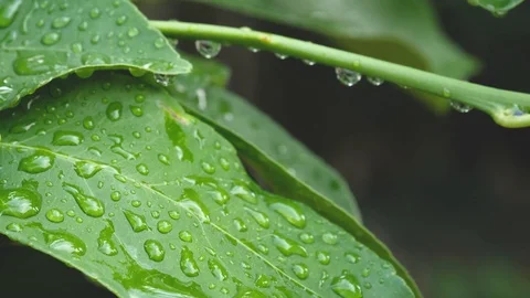 Leafs and dew Video stock 96612597