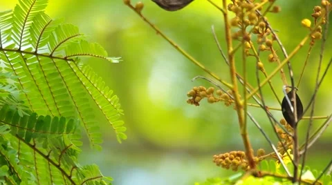Leafs and flower buds of copperpod Stock Footage 48785004