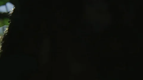 Leafs and moss growing on tree 스톡 동영상 89531618