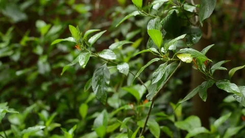 Leafs and rain drops Stock Footage 99117230