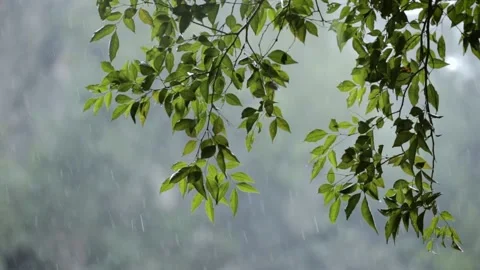 Leafs and rain in the jungle Stock Footage 232563425