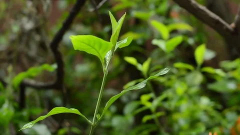 Leafs and raindrops Stock Footage 99117235