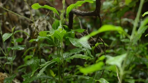 Leafs and raindrops in garden Stock Footage 99117232