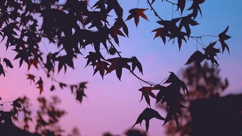 Leafs and sky color Stock Footage 117103168