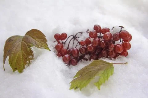 Leafs and snow Stock Photos