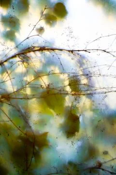 Leafs and tree through the glass background Stock Photos