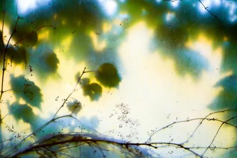 Leafs and tree through the glass background Stock Photos