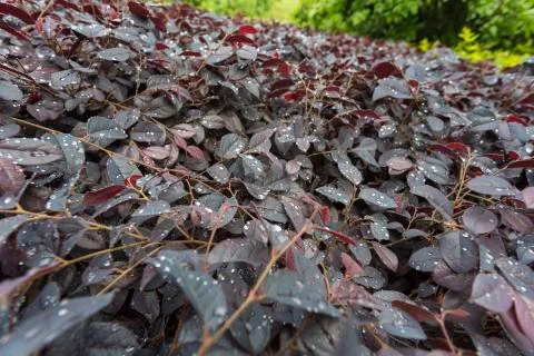 Leafs and water drops Stock Photos