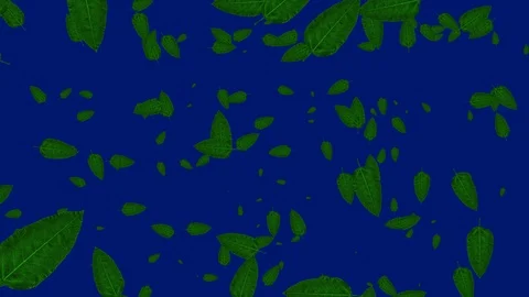 Leafs are falling on blue screen. Isolated autumn concept. Stock Footage 97285403