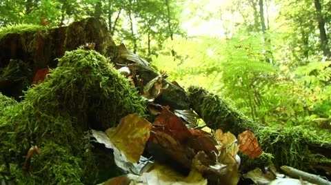 Leafs are falling in paradies Stock Footage 11300500