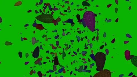 Leafs are flying on green screen. Isolated autumn concept. Stock Footage 97284731