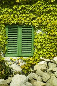 Leafs around window Stock Photos