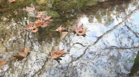 Leafs of autumn Stock Footage 44642564