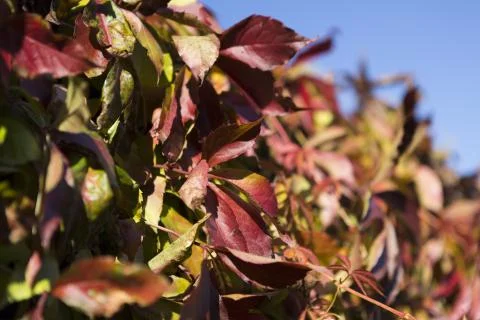 Leafs in autumn Stock Photos