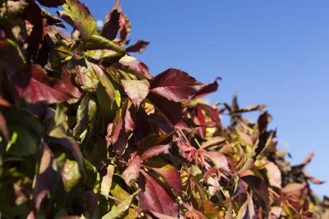 Leafs in autumn Stock Photos