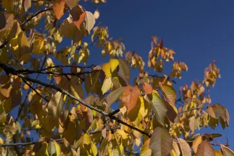 Leafs in autumn Stock Photos