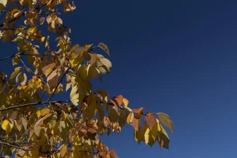 Leafs in autumn Stock Photos