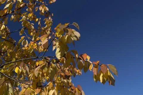 Leafs in autumn Stock Photos