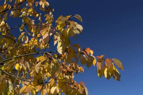 Leafs in autumn Stock Photos