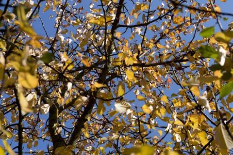 Leafs in autumn Stock Photos