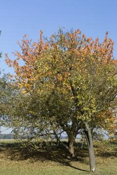 Leafs in autumn Stock Photos