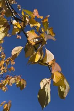 Leafs in autumn Stock Photos