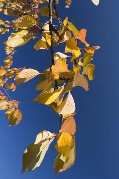 Leafs in autumn Stock Photos