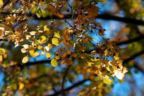 Leafs background Stock Photos