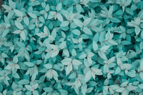 Leafs background Stock Photos