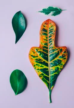 Leafs On the Background Stock Photos