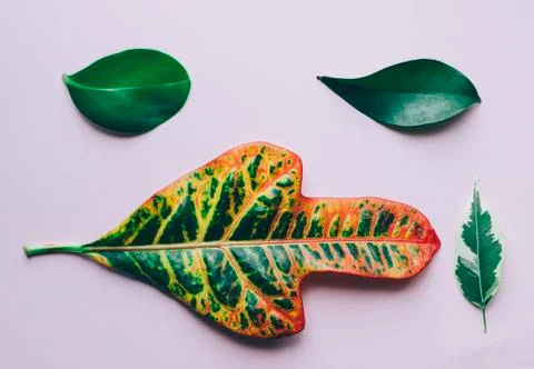 Leafs On the Background Stock Photos