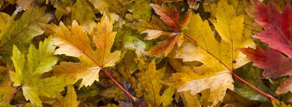 Leafs background Stock Photos