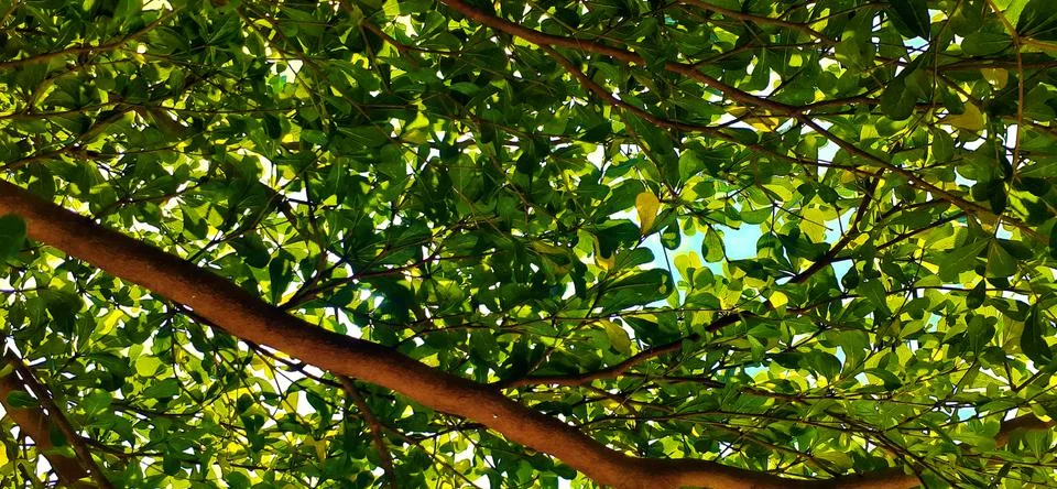 Leafs backgrounds Foto stock