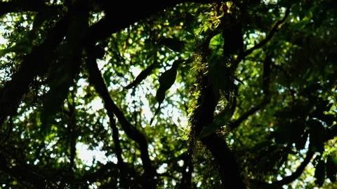 Leafs Blowing on Trees in Forest Stock Footage 251499748