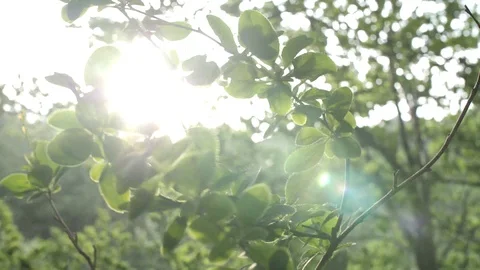 Leafs blowing in the wind Stock Footage 86790170