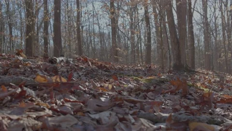 Leafs Blowing in the Wind in Slow Motion Vídeo Stock 235221503