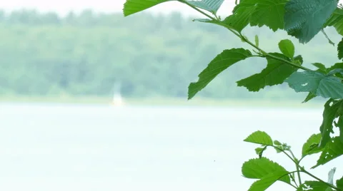 Leafs with blurred background Stock Footage 51867120