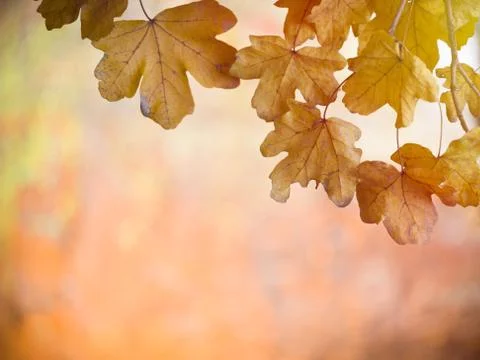 Leafs on branch at sunset Stock Photos