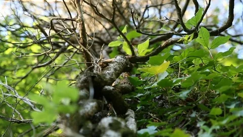 Leafs &amp; Branches Stock Footage 77425500
