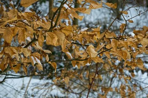 Leafs on branches in a forest on a cold winter day Stock Photos