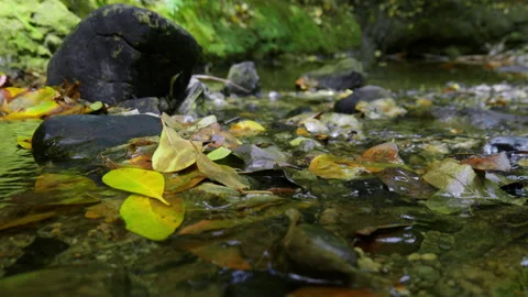 Leafs caught in the stream Video stock 229081453