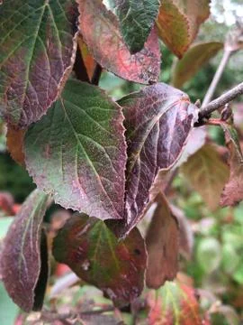 Leafs colors Fotos Stock