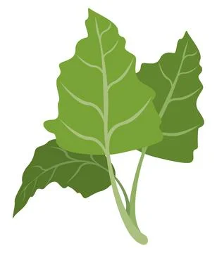 Leafs coriander vegetable イラスト素材