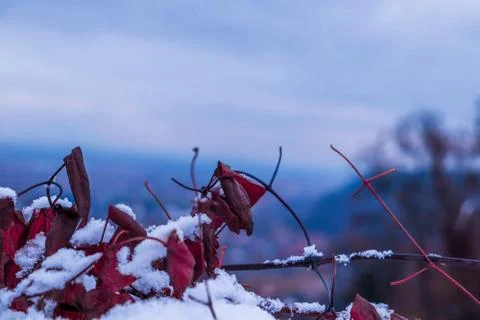 Leafs covered in snow on winter Stock Photos