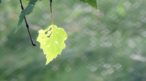 Leafs dancing with a wind Stock-Footage 53496722